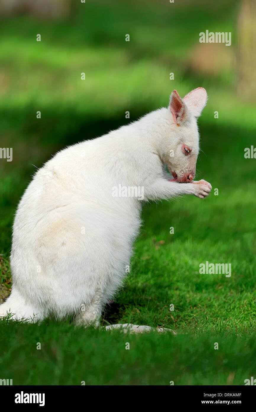 Rosso-un wallaby dal collo (Macropus rufogriseus), albino Foto Stock