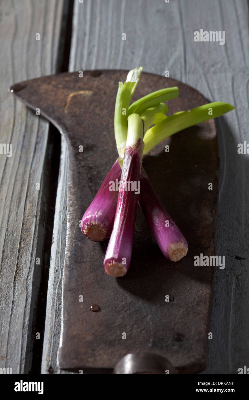 Colorate le cipolle di primavera sulla lama di antichi lama per tritare Foto Stock