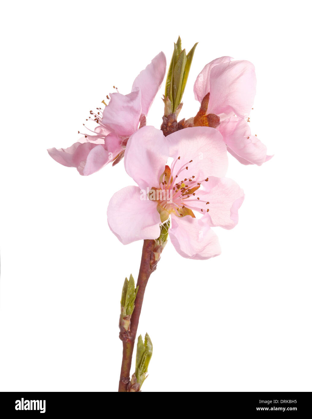 Stelo con fiori di colore rosa di pesche noci (Prunus persica varietà nucipersica) isolati contro uno sfondo bianco Foto Stock