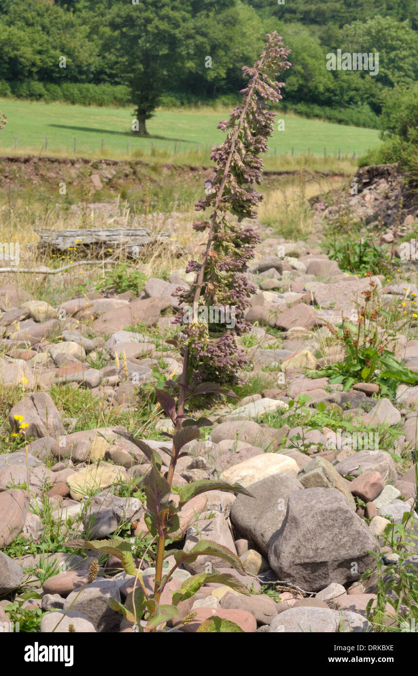 Foxglove insoliti Foto Stock