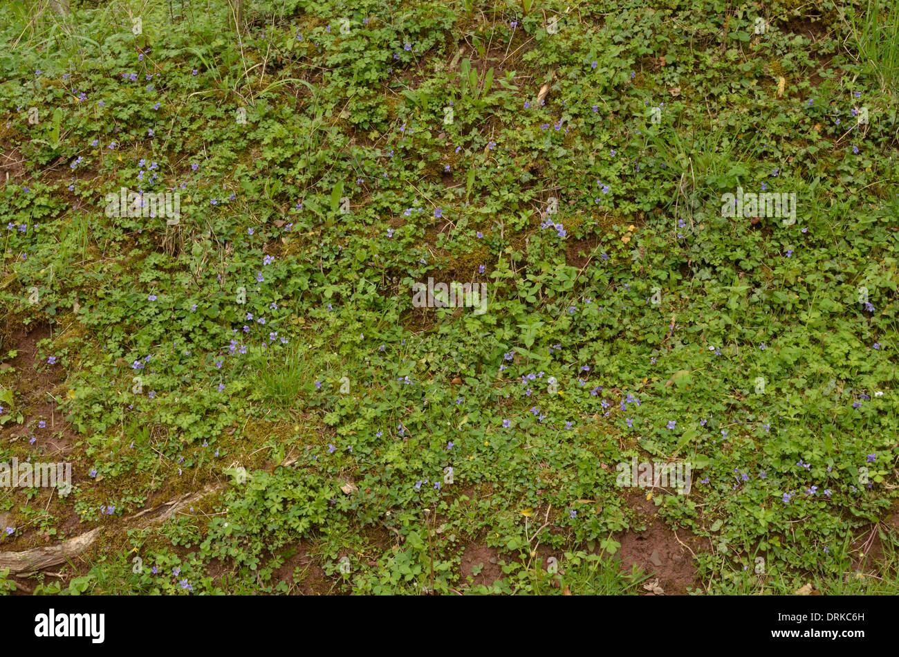 Cane comune-viola, viola riviniana, abbondanti su una banca Foto Stock