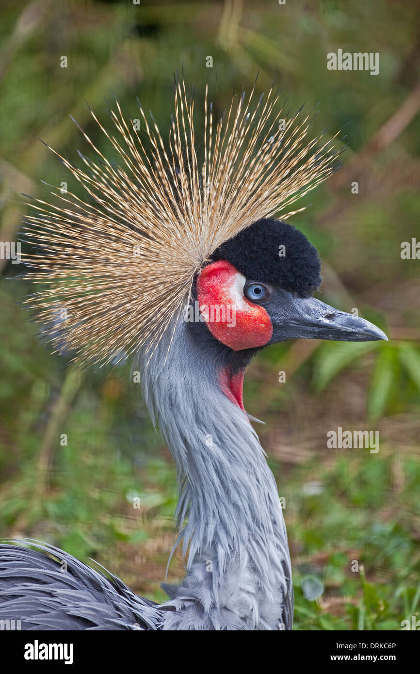 East African Crowned Crane Foto Stock