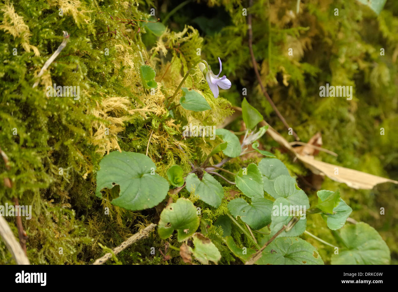 Cane comune-viola, viola riviniana Foto Stock