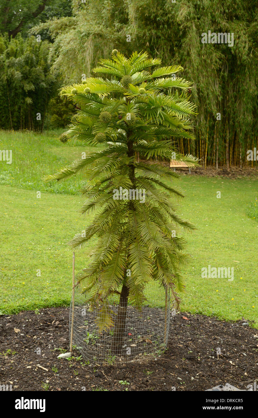 Pino di Wollemi, Wollemia nobilis Foto Stock