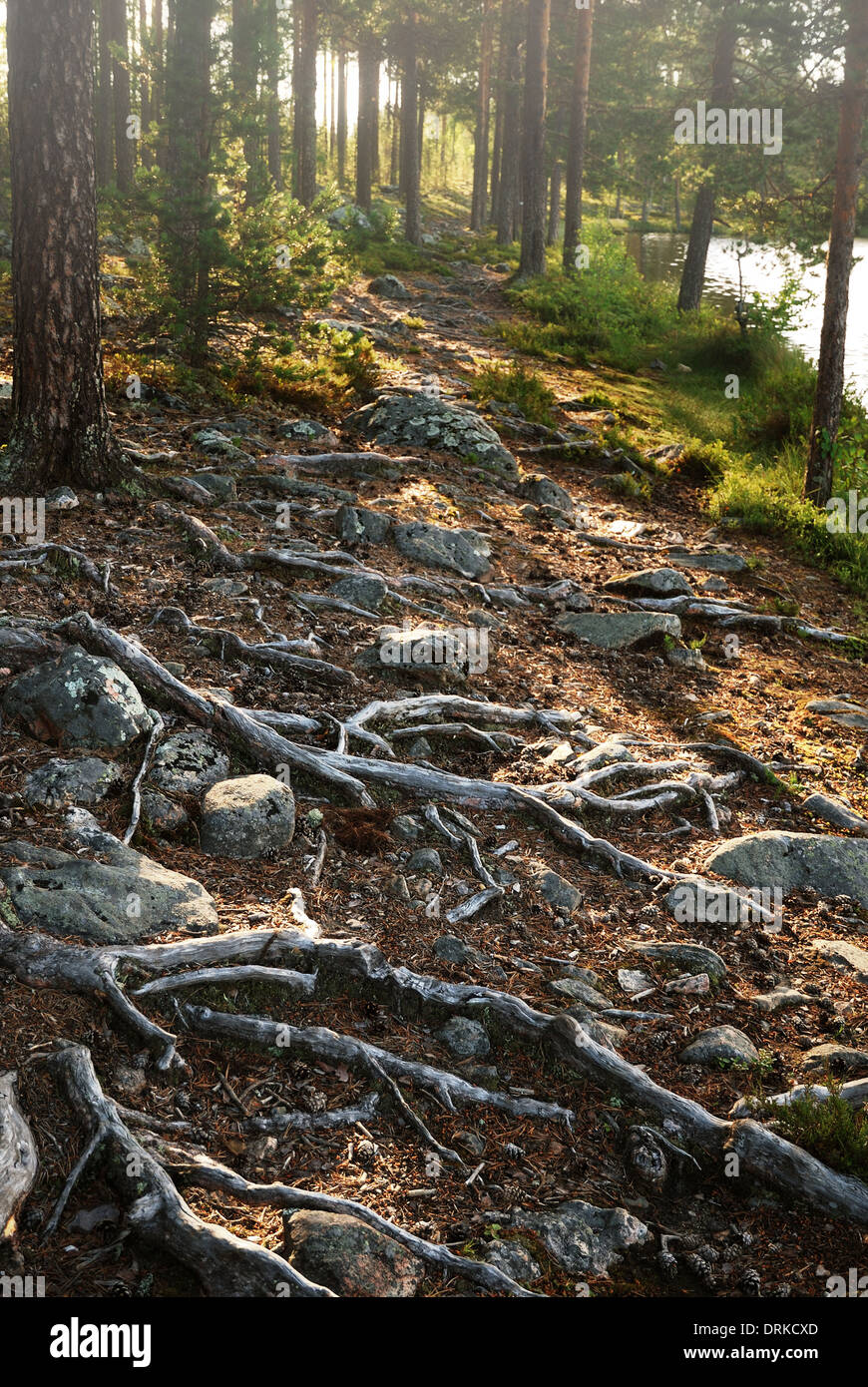 Suolo pietroso con radici spesse a foresta finlandese Foto Stock
