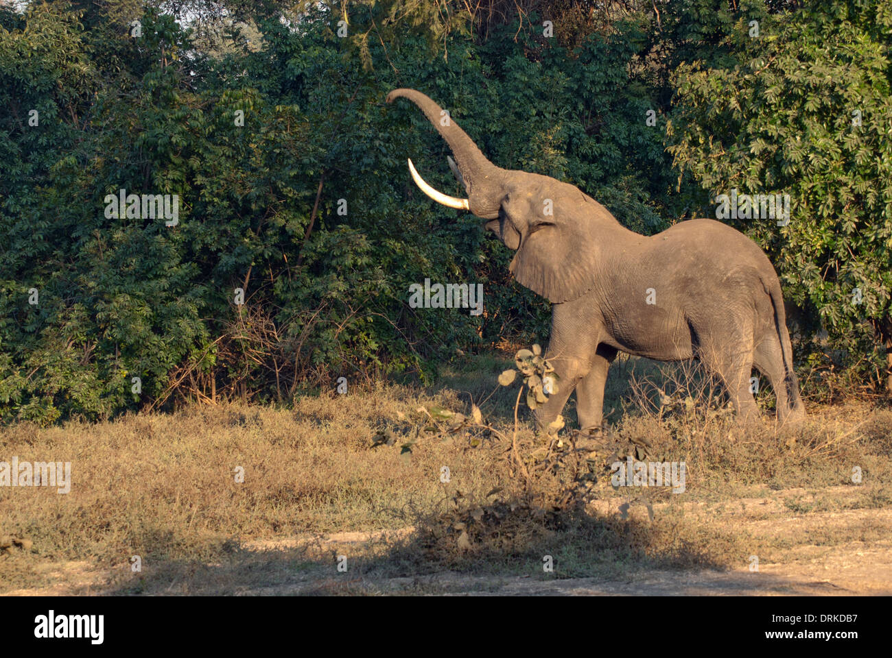 Elefante africano (Loxodonta africana) cercando di prendere il frutto da un alto albero utilizzando è tronco. Foto Stock