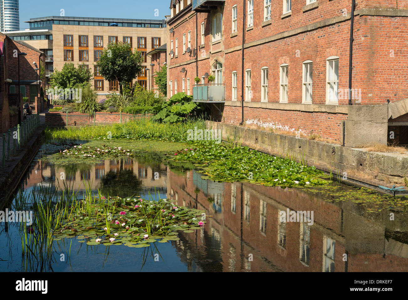 Acqua di stagno gigli, housing development, navigazione a piedi, Leeds, Inghilterra Foto Stock