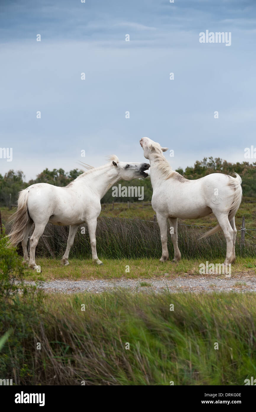 Cavalli di Camargue Foto Stock