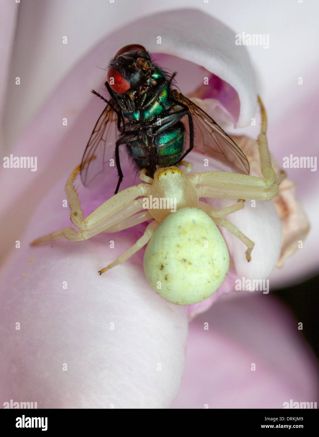 Spider afferrare un volo su petali di rosa. Foto Stock