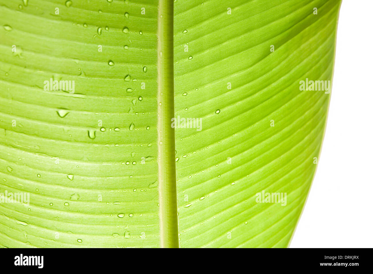 Foglia di banana Foto Stock