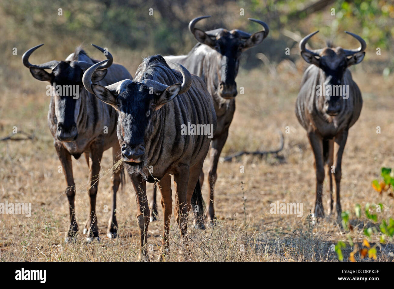 Blue gnu o Blouwildebees (Connochaetes taurinus) nel Parco Nazionale di Kruger, Sud Africa Foto Stock
