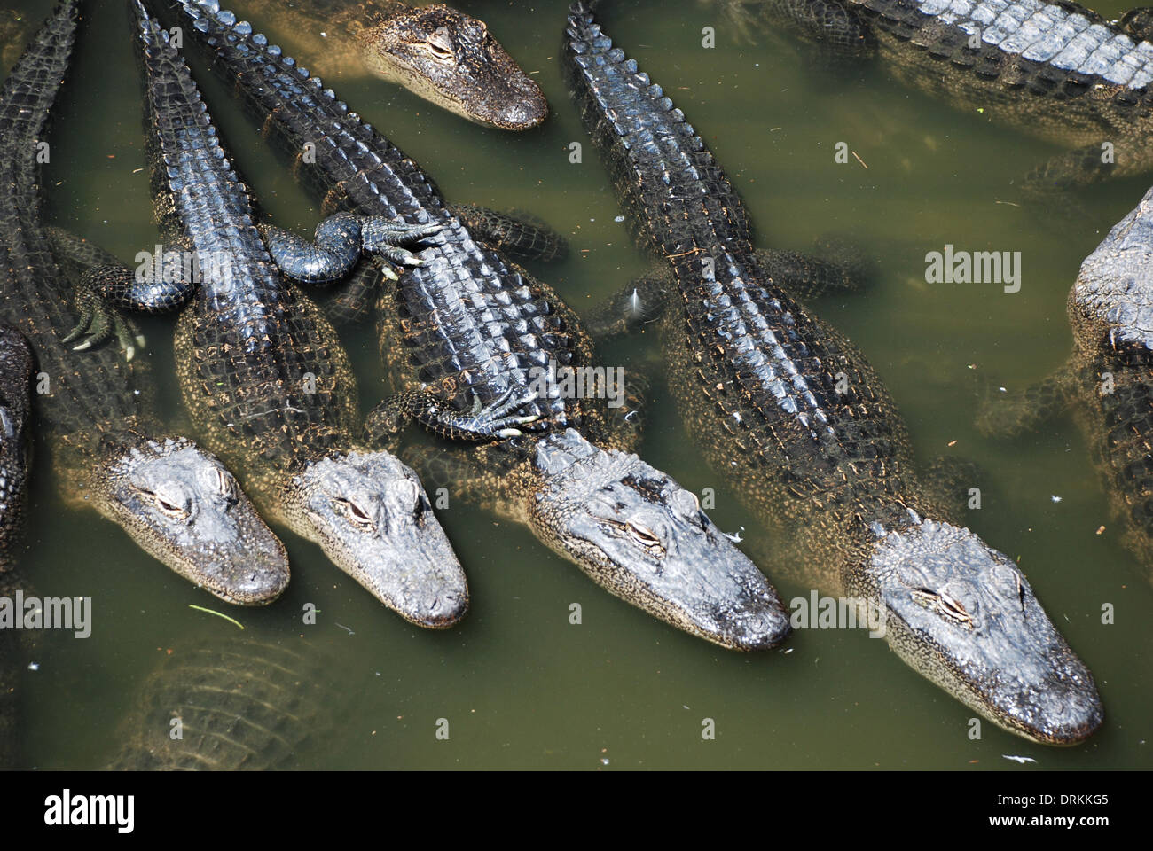 Alligatori a GatorLand Orlando Florida USA Foto Stock