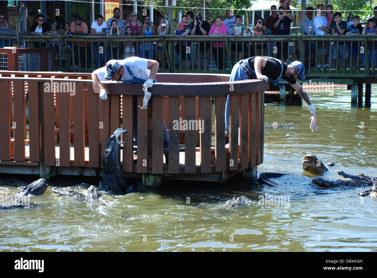 Gatorland Jumperoo mostrano alligatori essendo alimentato da due custodi Foto Stock