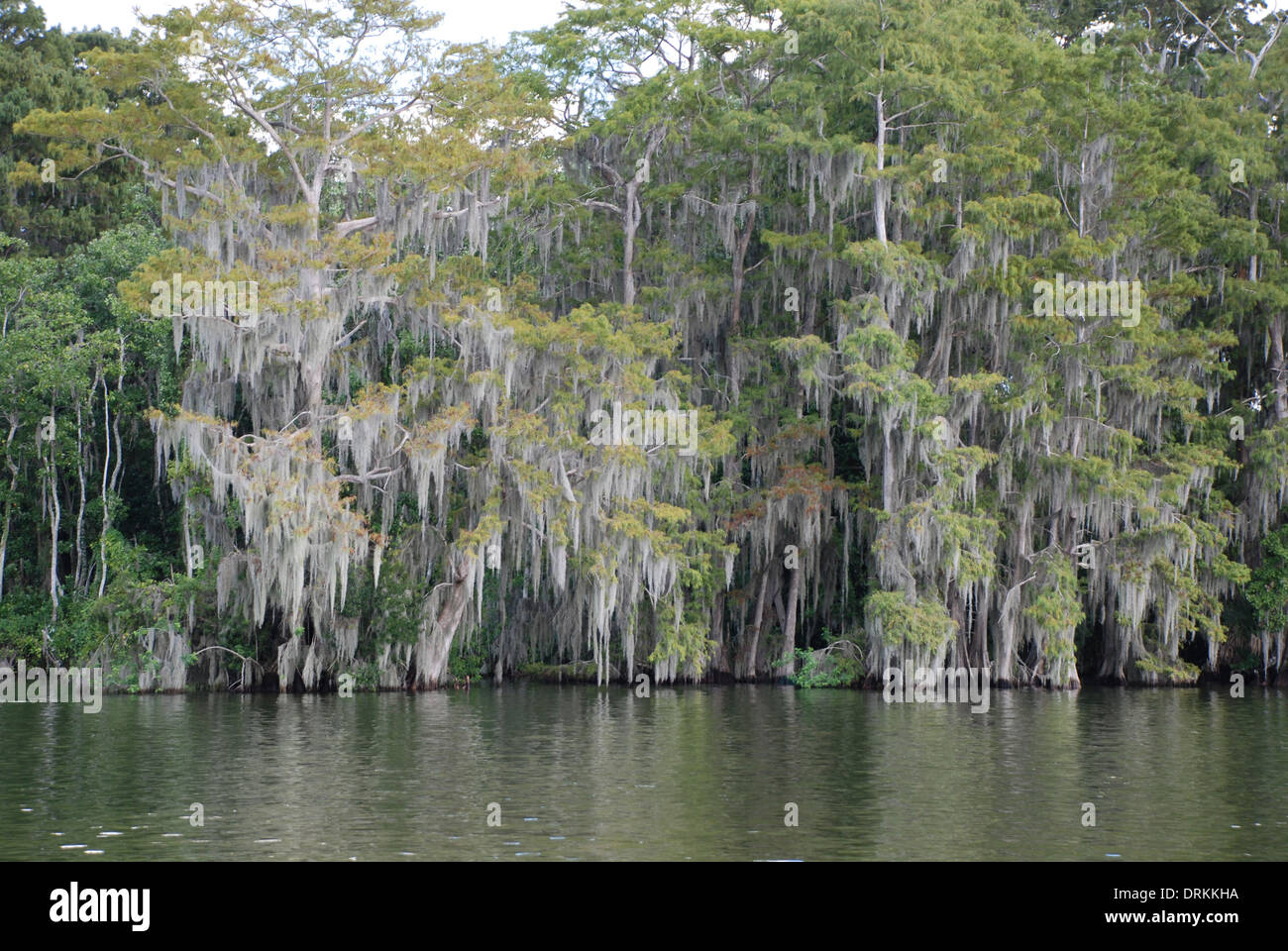 Muschio spagnolo hanging off alberi in Florida Foto Stock