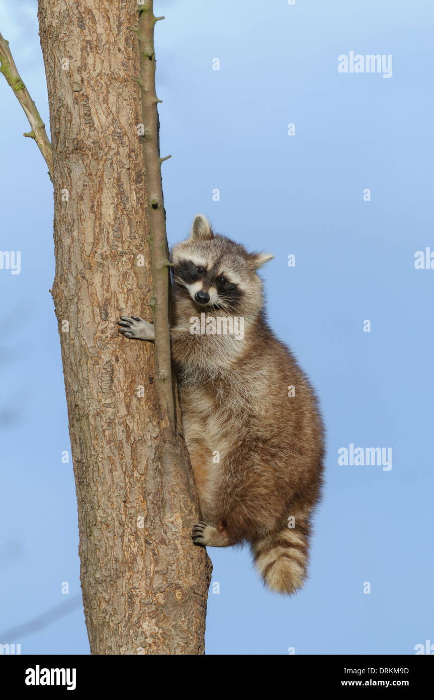 Waschbaer, Procione lotor, Raccoon Foto Stock
