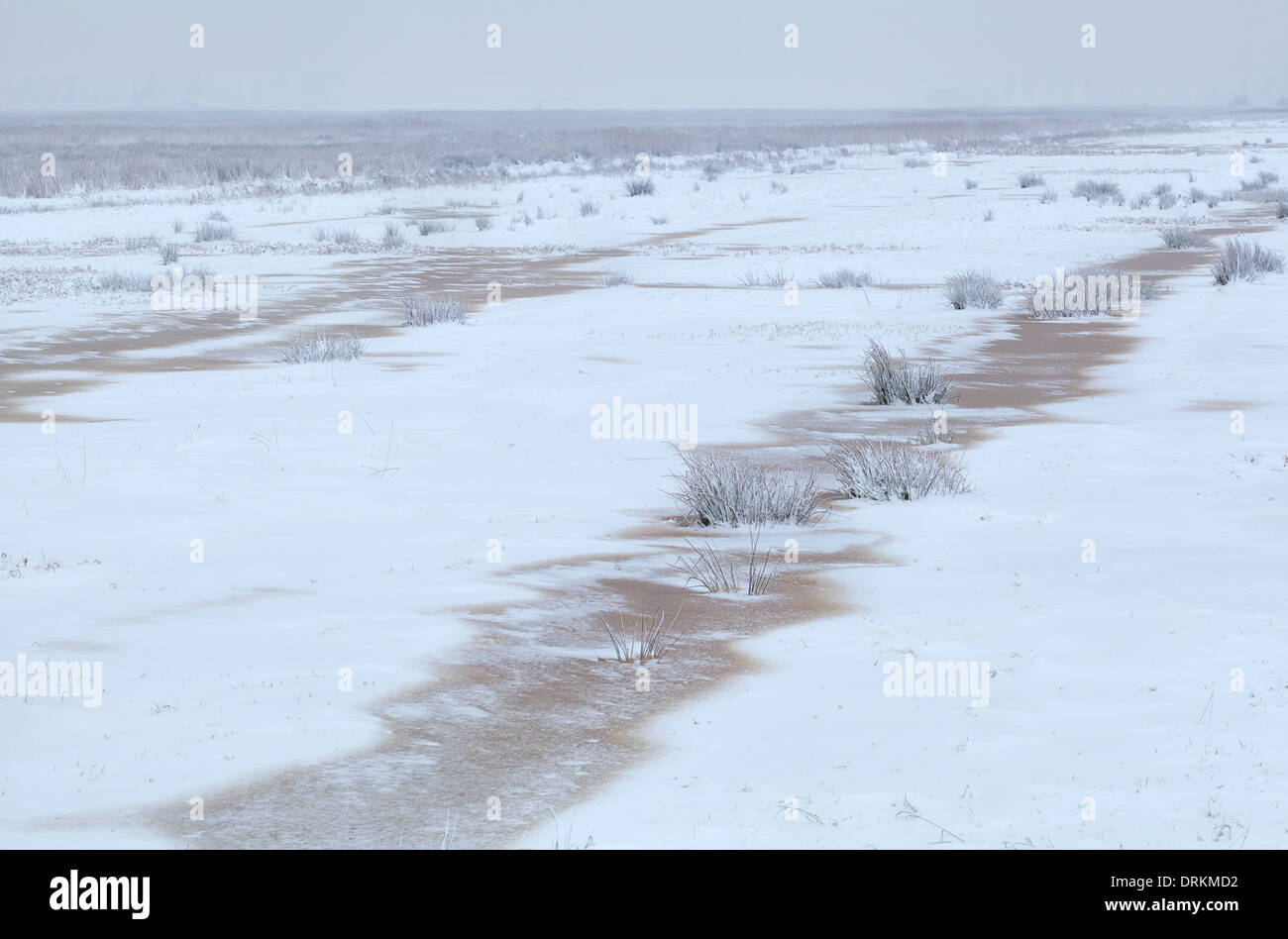 Prato ricoperto di neve in inverno, Drenthe, Paesi Bassi Foto Stock