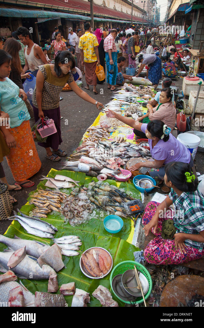 Pesce in un mercato di Yangon, Myanmar Foto Stock