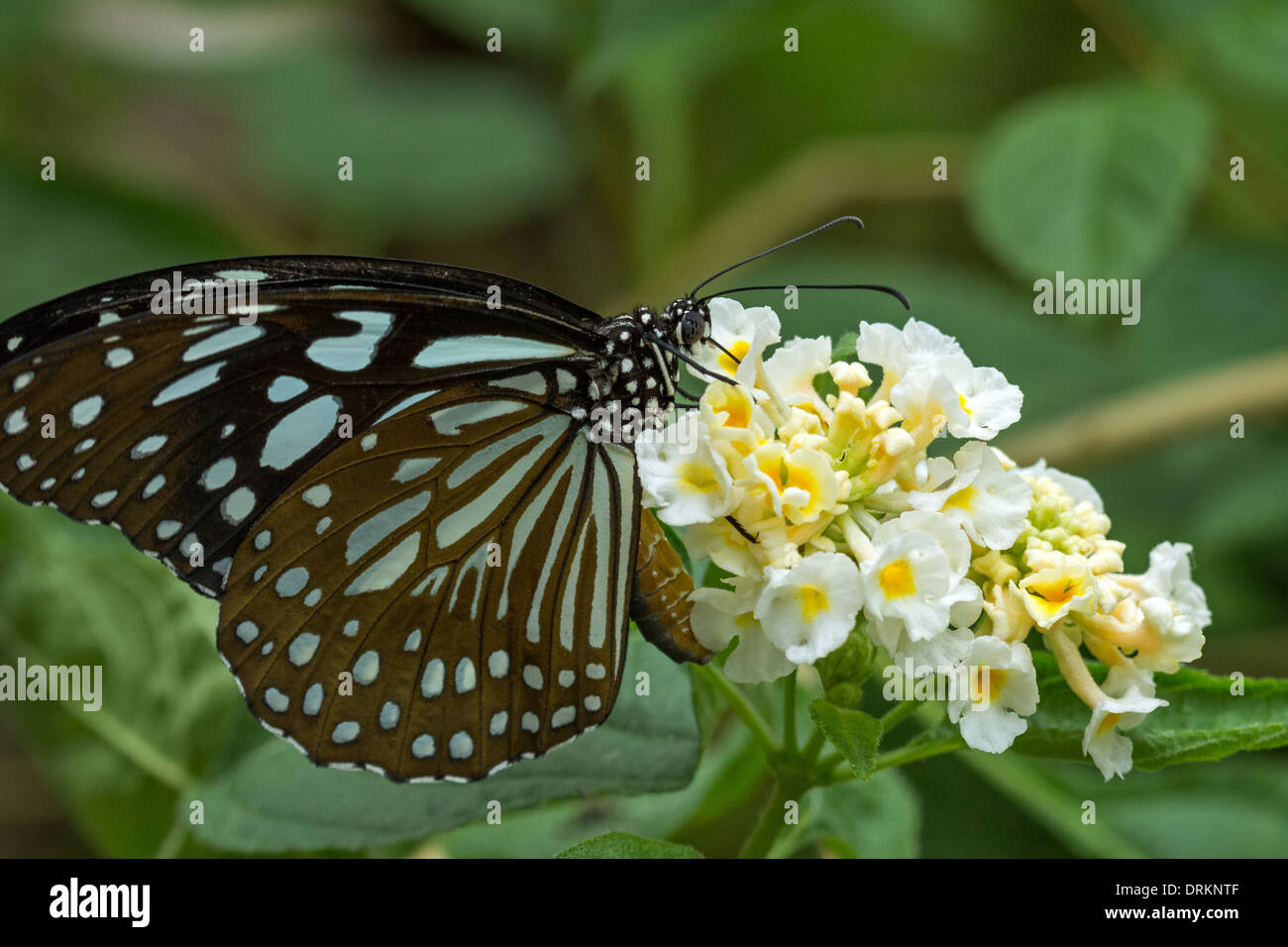 Primo piano di una Liuchiou Blue Spotted Milkweed farfalla su un fiore Foto Stock