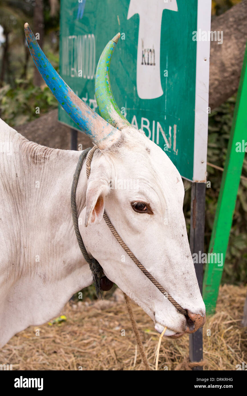 Una vacca sacra con corna colorati di Mysore, Karnatake, India. Foto Stock