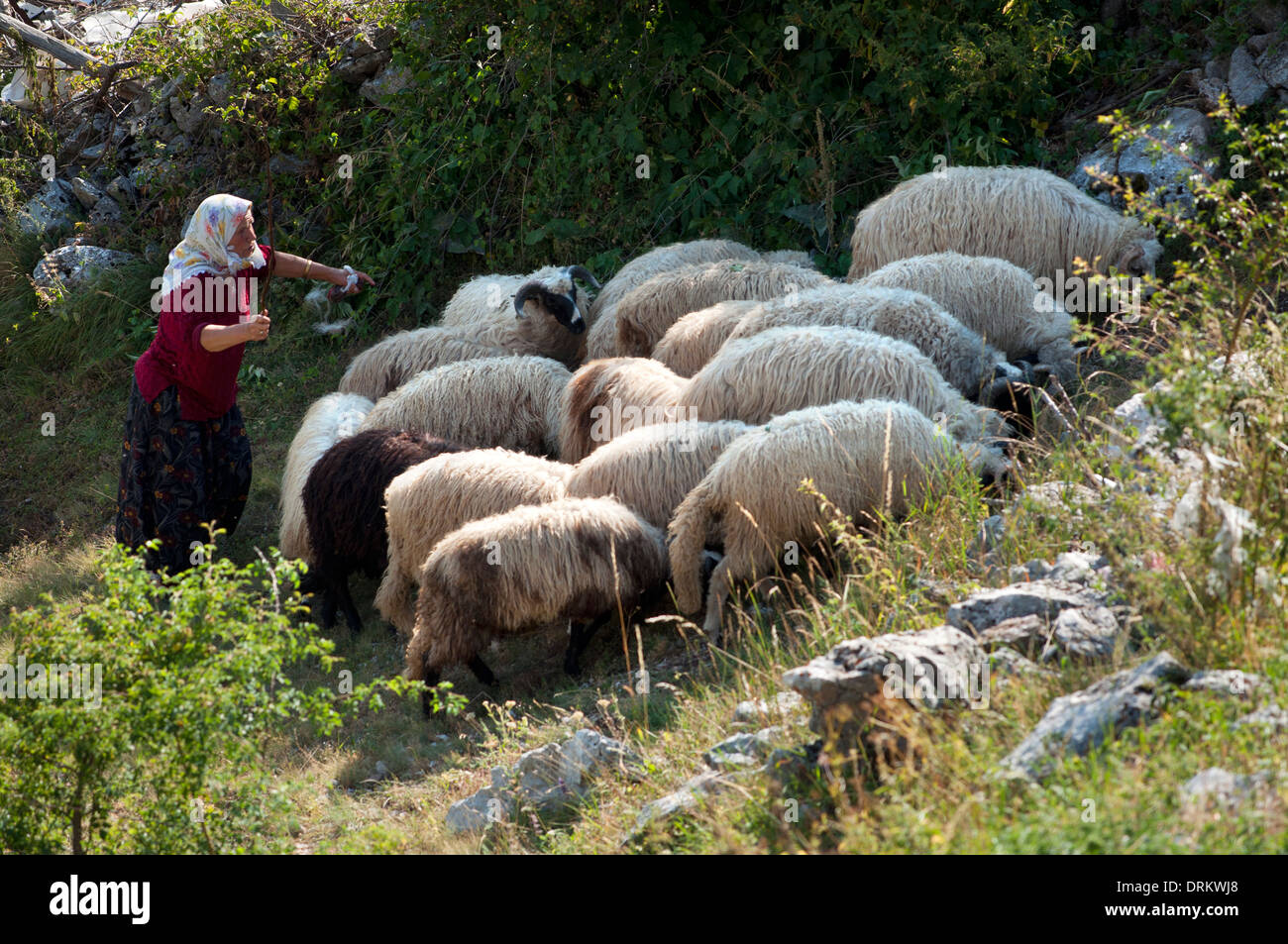 Il sambuco donna battendo un gregge di pecore, lukomir village, Bosnia Erzegovina Foto Stock