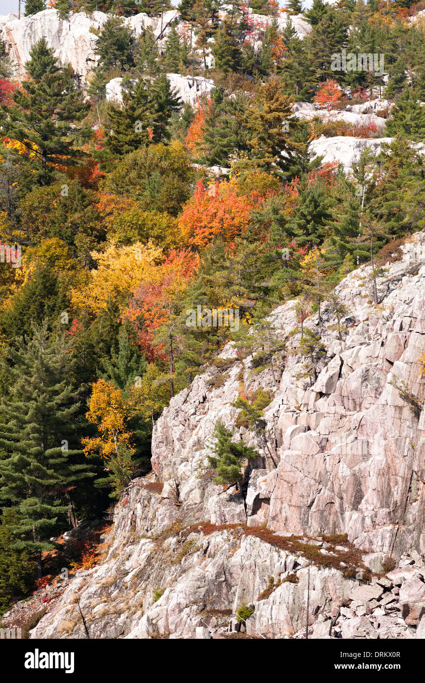 Alberi e e la scogliera rocciosa a Killarney Provincial Park, Ontario, Canada. Foto Stock