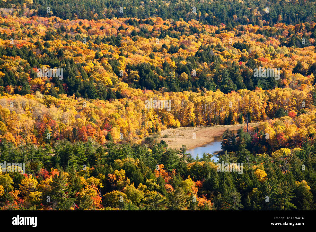 Splendida gialli e arancioni grazia l'albero canopy in Killarney Provincial Park, Ontario, Canada. Foto Stock