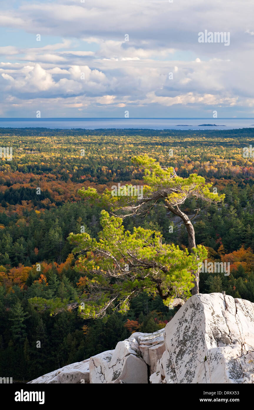 Un ventoso del Lone Pine Tree sulla cima di un promontorio roccioso a 'crack' in Killarney Provincial Park, Ontario, Canada. Foto Stock