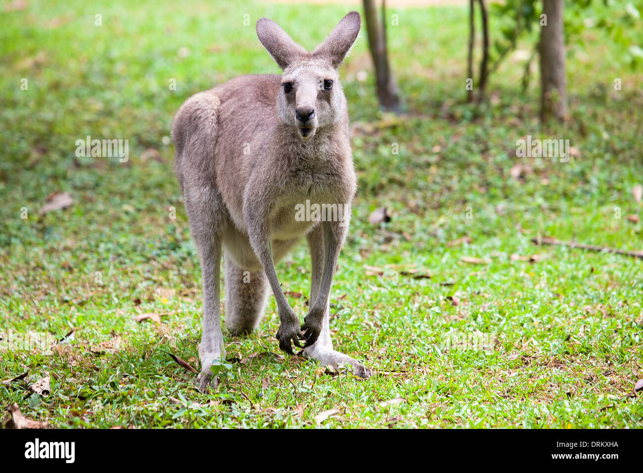 Kangaroo in piedi e alla ricerca Foto Stock