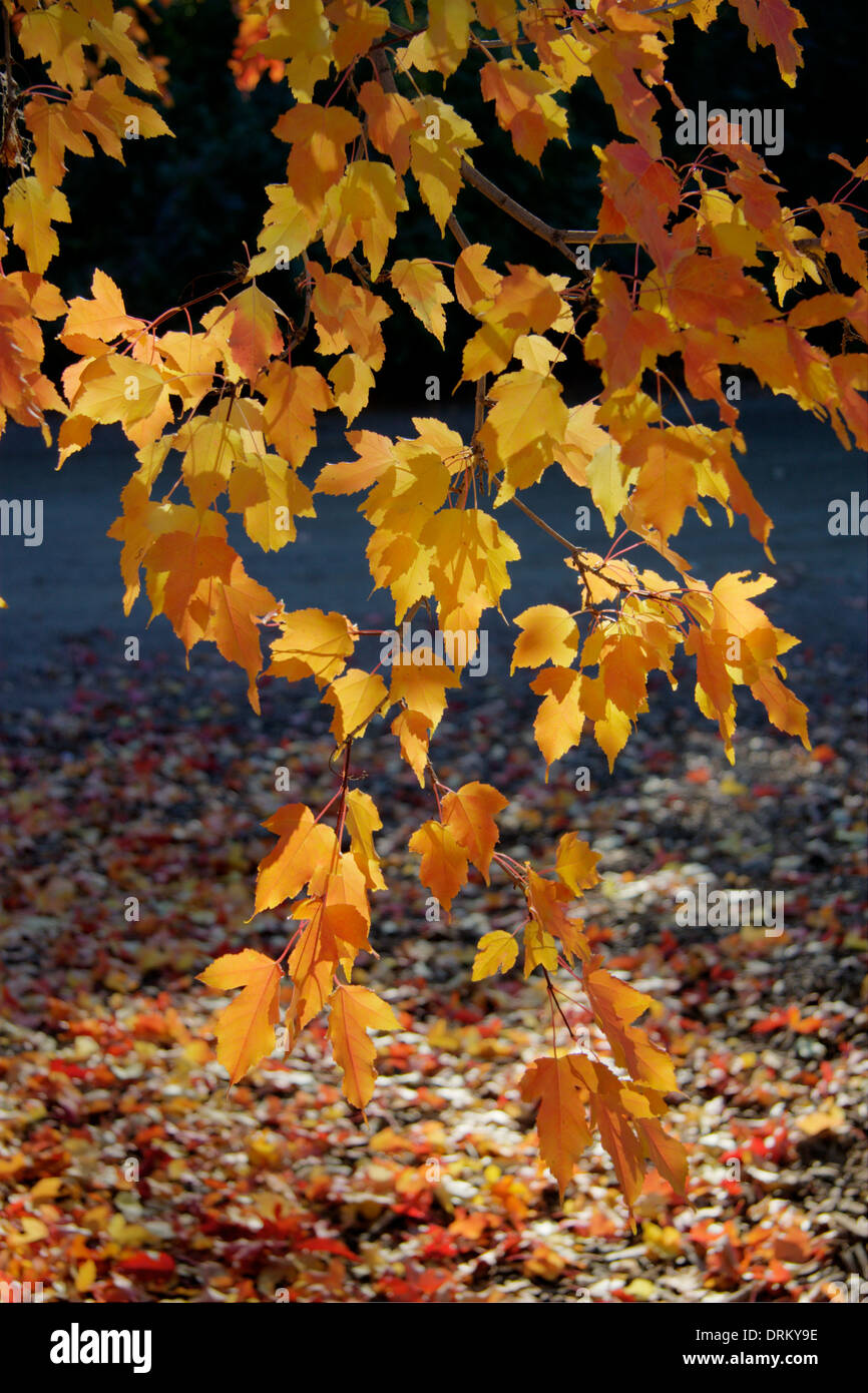 Amur foglie d'acero Foto Stock