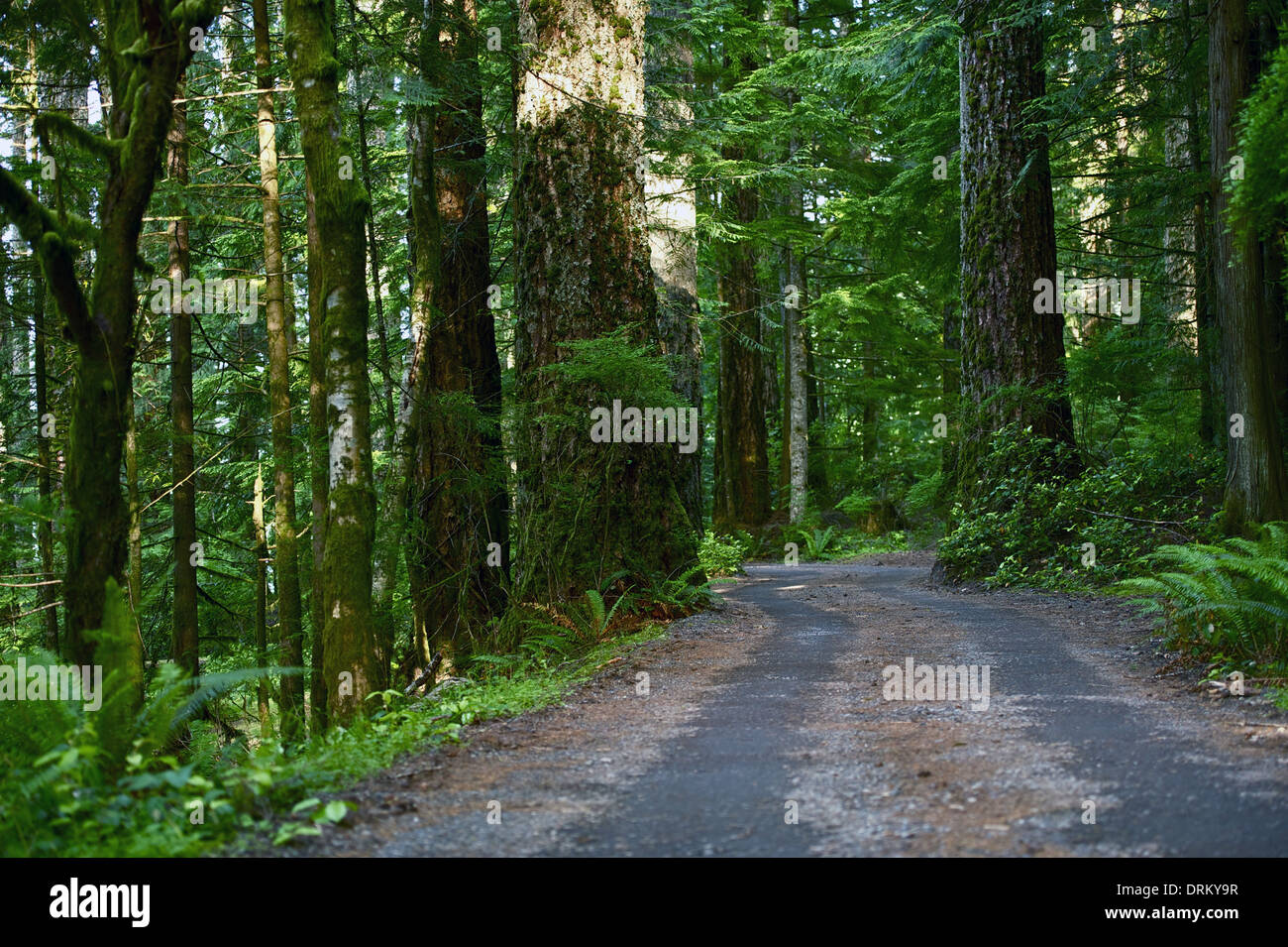 Strada forestale California settentrionale Parco Nazionale di Redwood. California del Nord natura raccolta di fotografie. Foto Stock