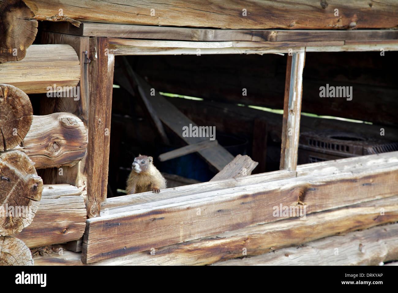 Yellow-Bellied Marmotta in una capanna rustica Foto Stock