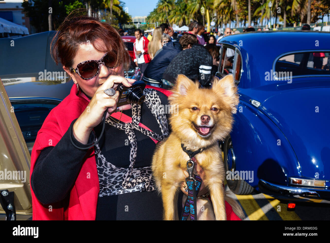 Miami Beach Florida, Ocean Drive, Art Deco Weekend, festival, fiera di strada, evento, adulti adulti donna donne donna donna donna donna donna, cani, animali domestici, presa, macchina fotografica, visita Foto Stock