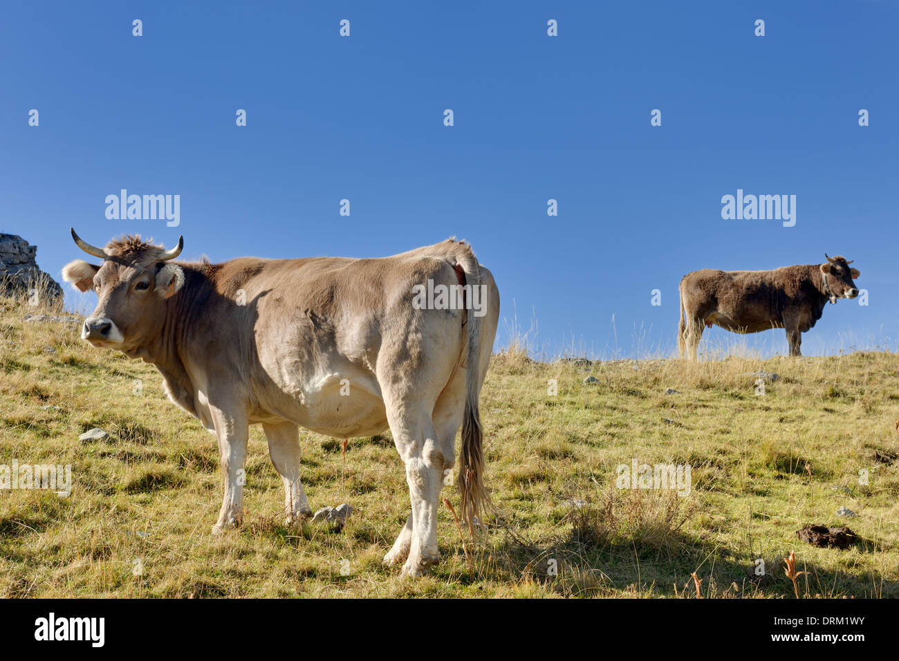 Spagna Aragona, Pirenei centrali, Ordesa y Monte Perdida National Park, bovini sul prato Foto Stock