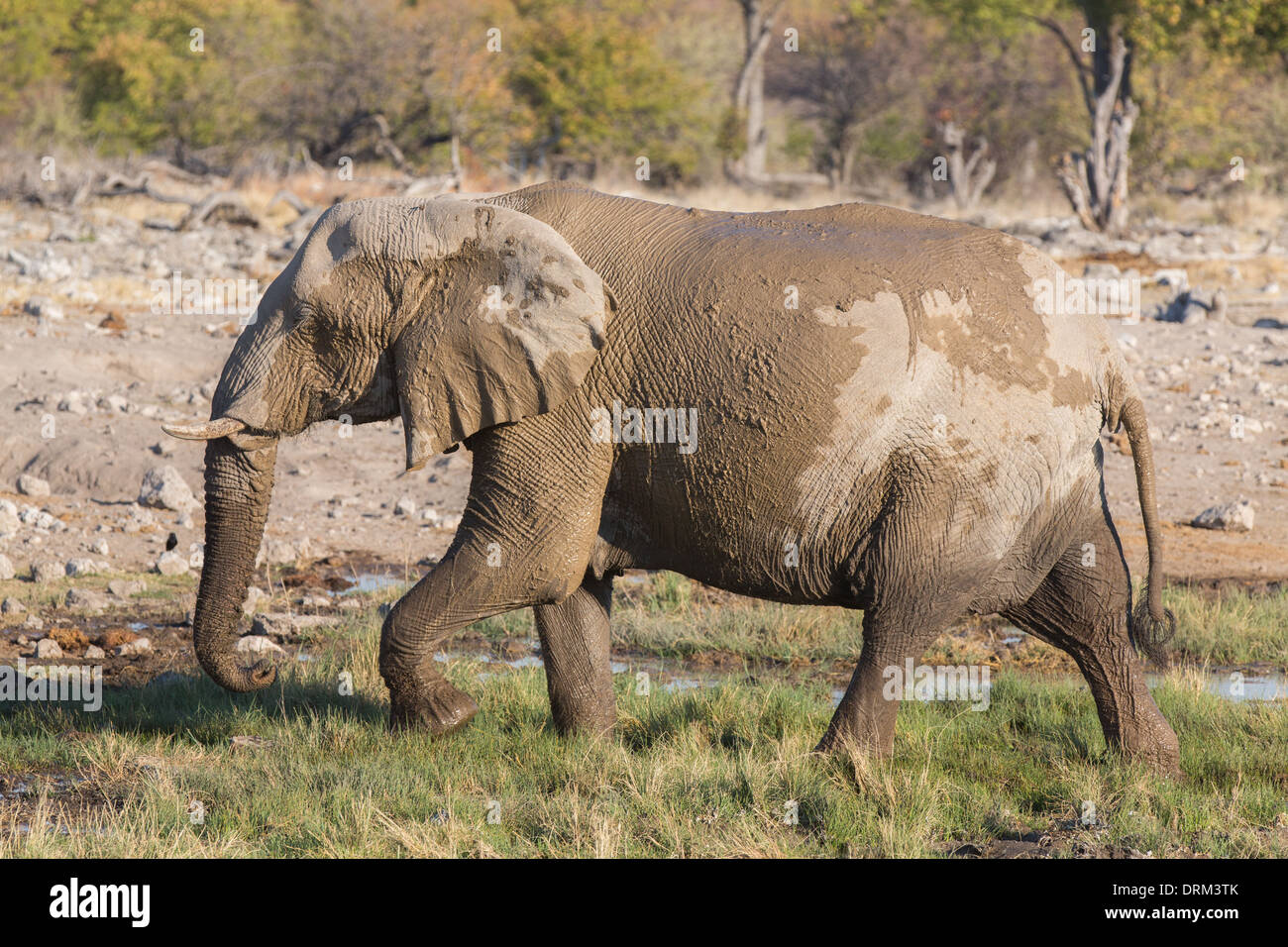 Elefante a piedi Foto Stock