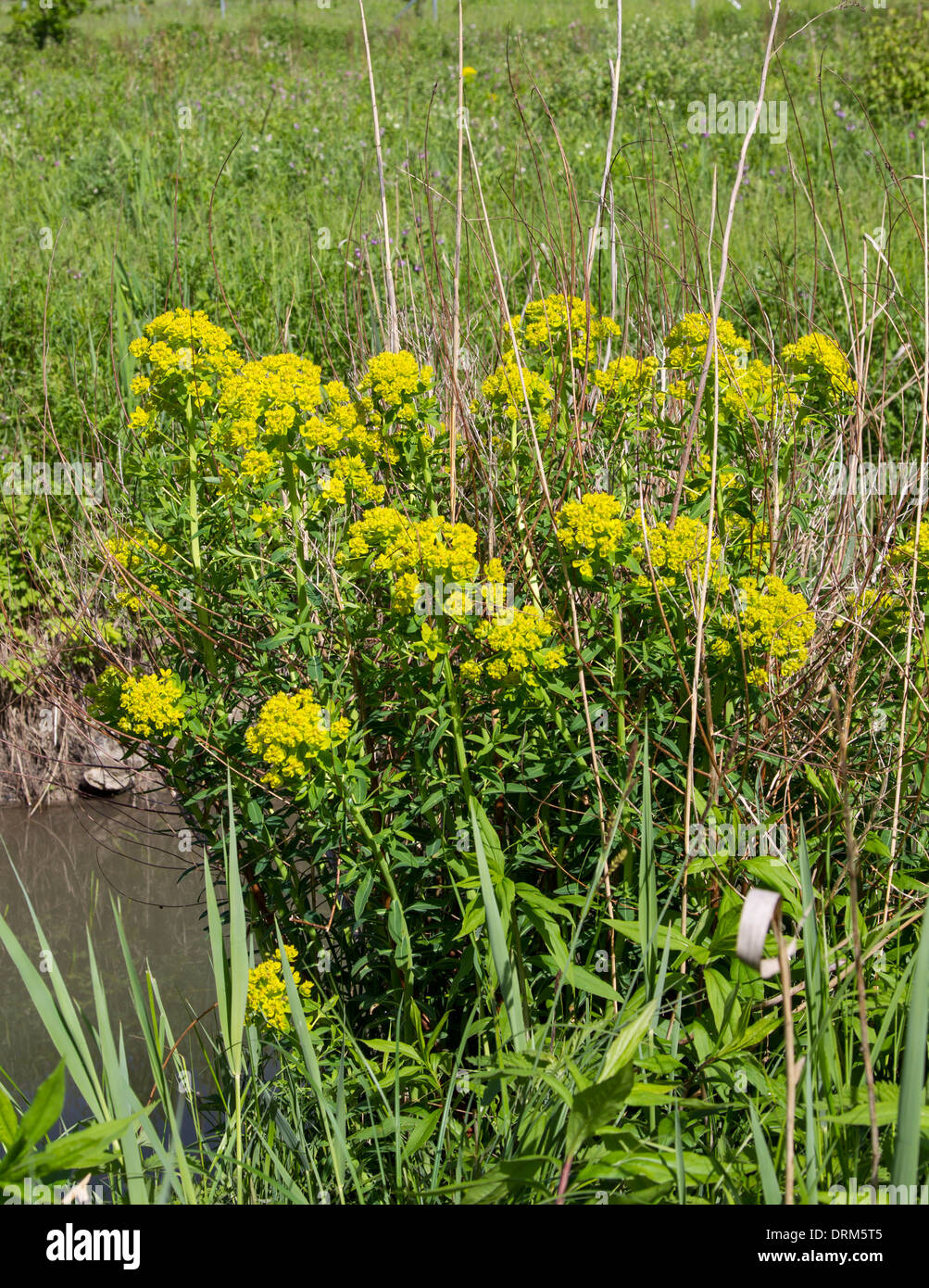 Euphorbia palustris palude milkweed Sumpf-Wolfsmilch Foto Stock