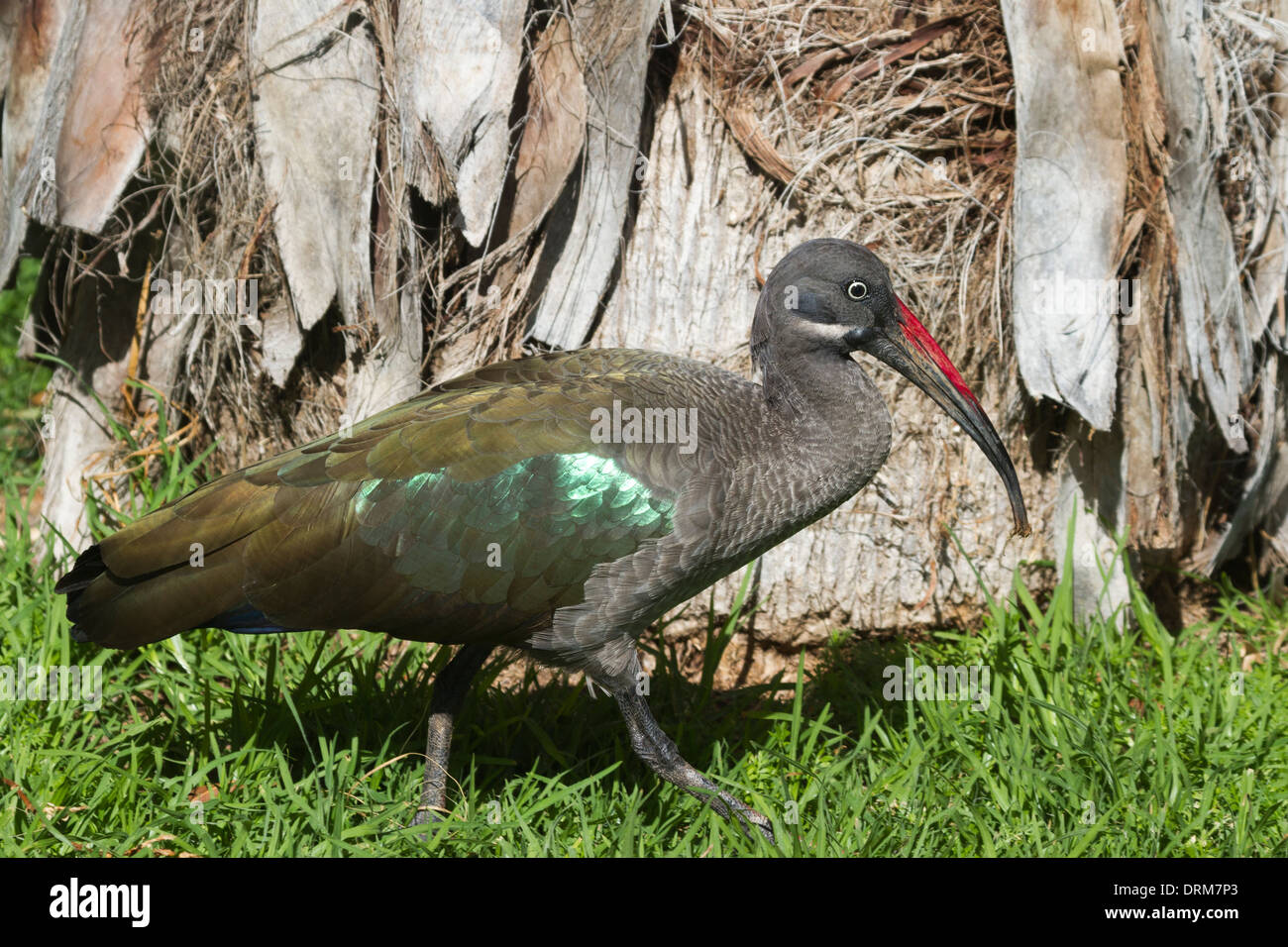 Ibis Hadada (Bostrychia hagedash) sull'erba Foto Stock