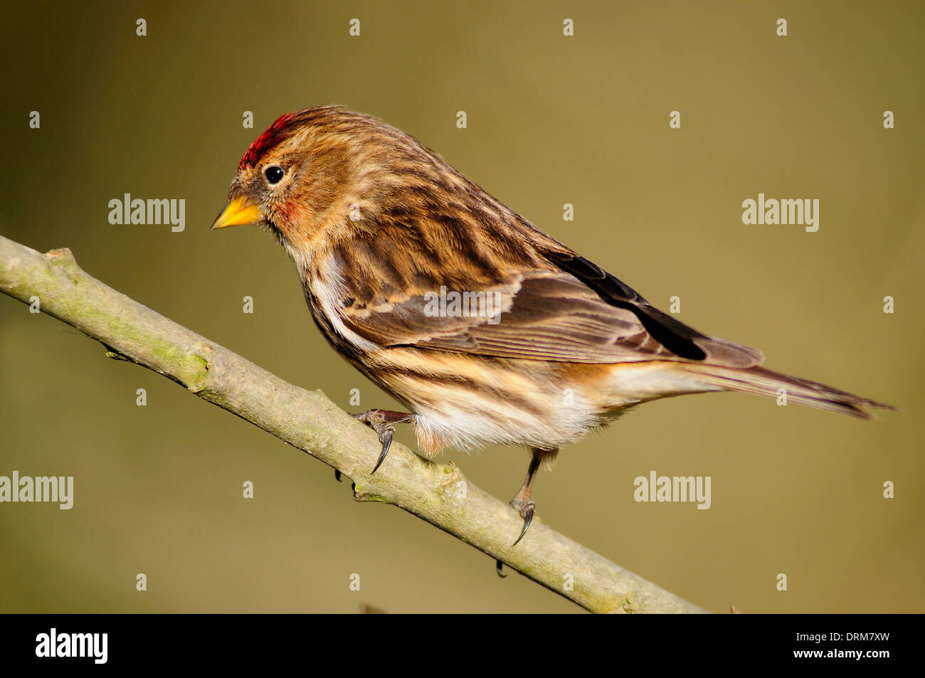 Un redpoll su un ramoscello REGNO UNITO Foto Stock