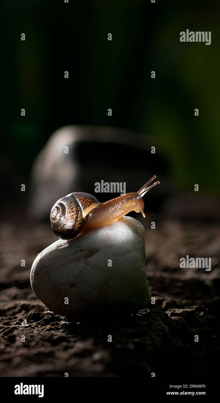 Snail seduto sulla roccia bianca Foto Stock