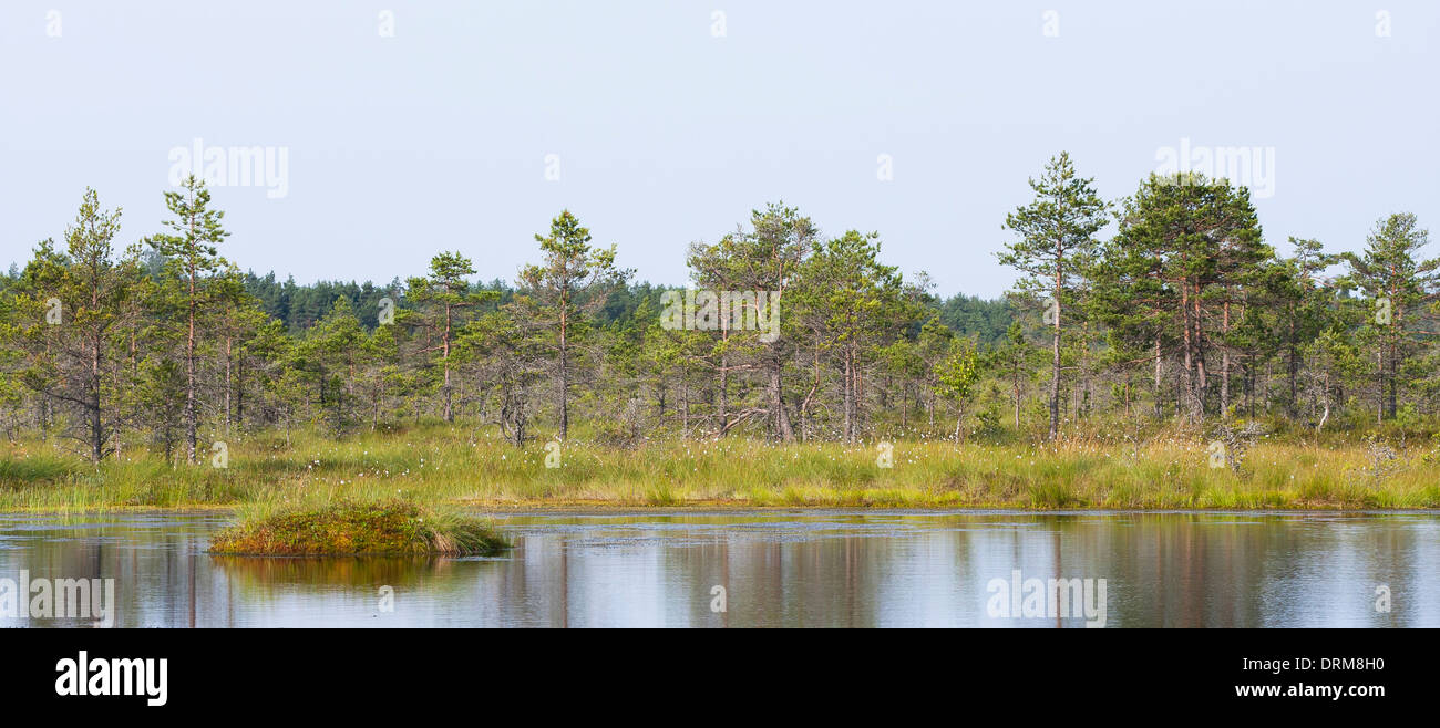 Foresta di sottili dietro il lago in una palude o bog in estate Foto Stock