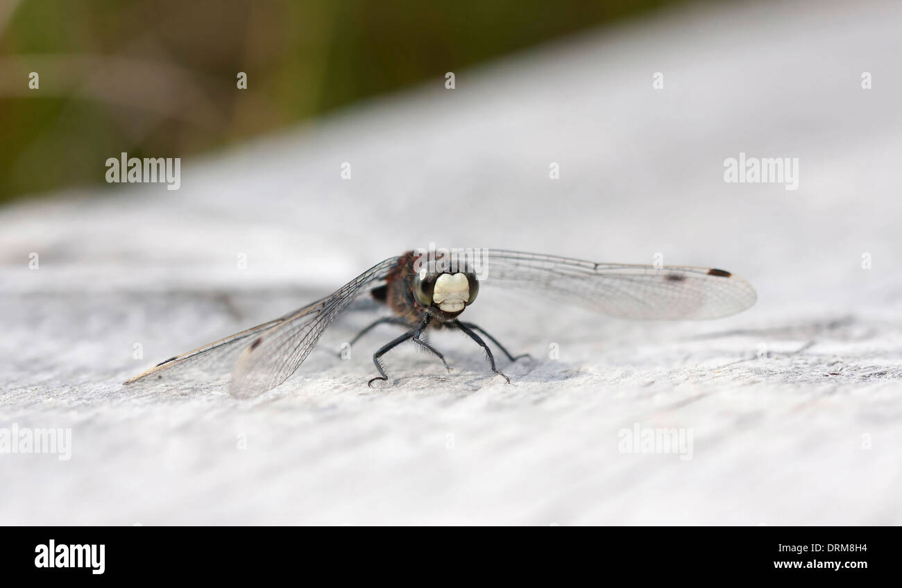Dragonfly su un bianco scheda di legname Foto Stock