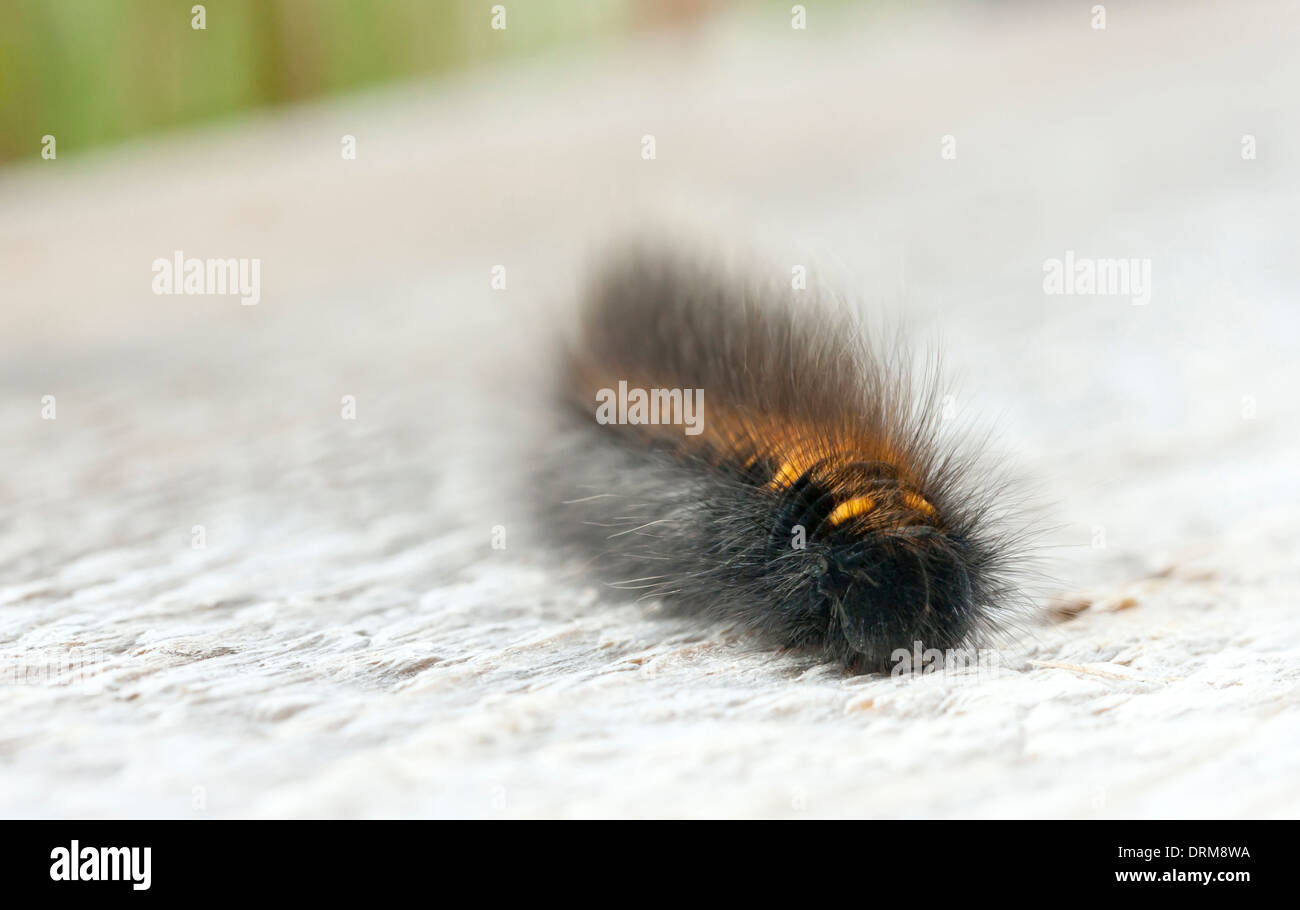 Hairy nero e golden larva o baco Foto Stock