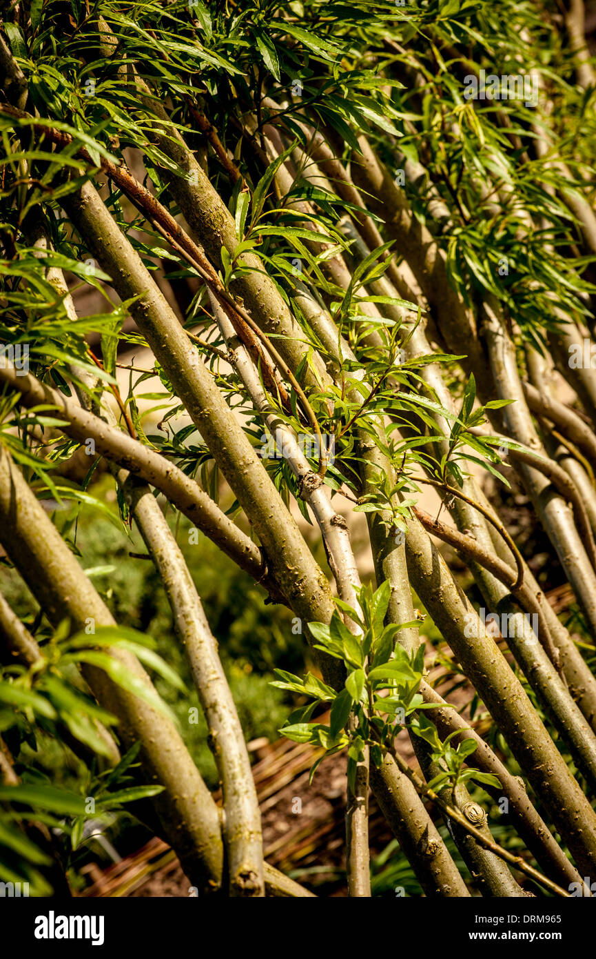 Il salice vivente che cresce in un giardino britannico. Foto Stock