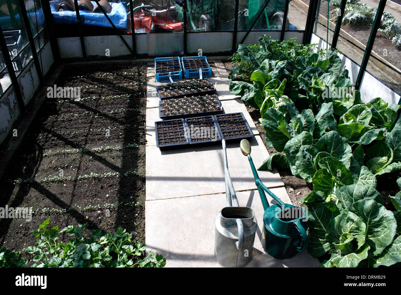 Serra interiore con l inizio della primavera colture. Foto Stock