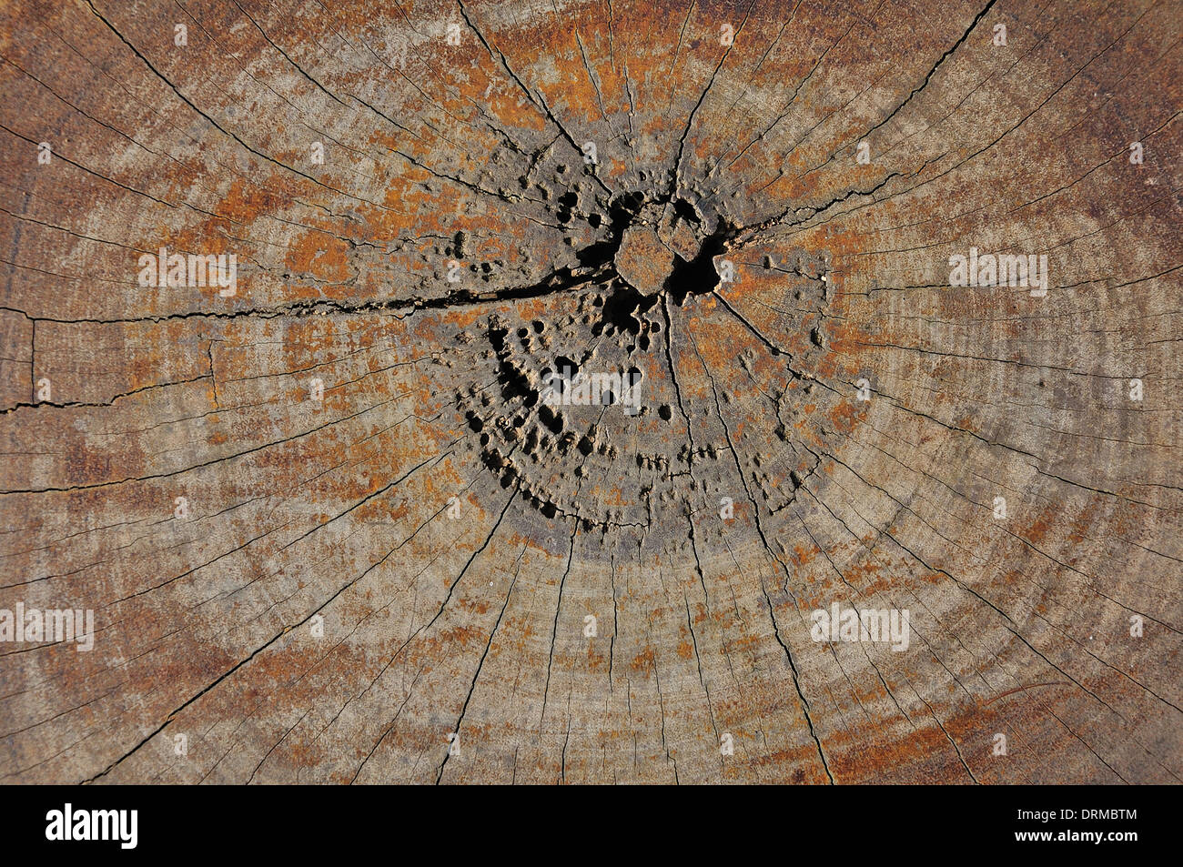 Taglio di legno texture Foto Stock