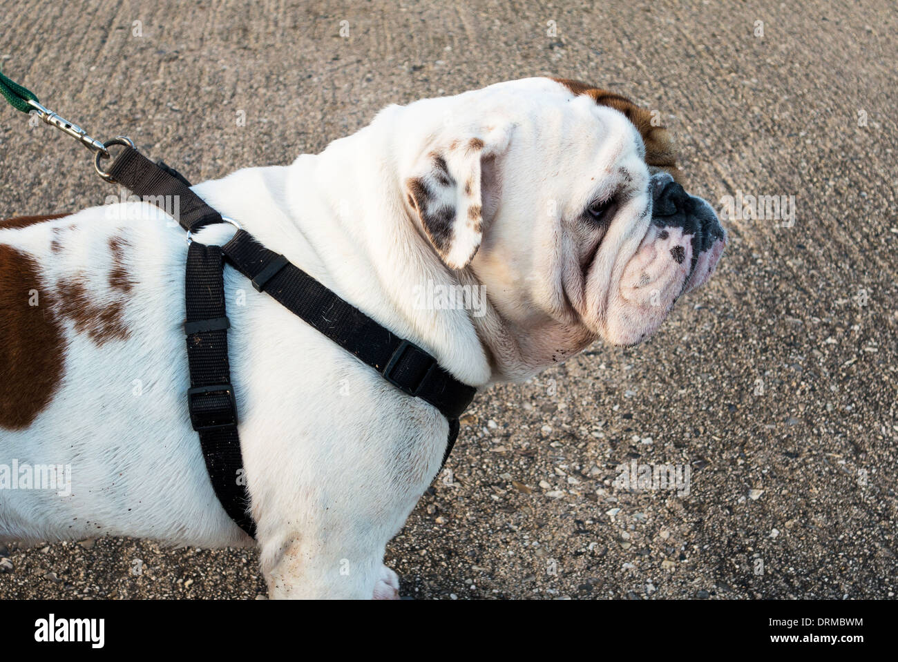 Teignmouth, Devon, Inghilterra. 25 gennaio 2014. Un Bulldog inglesi fuori per camminare con il suo proprietario. Foto Stock