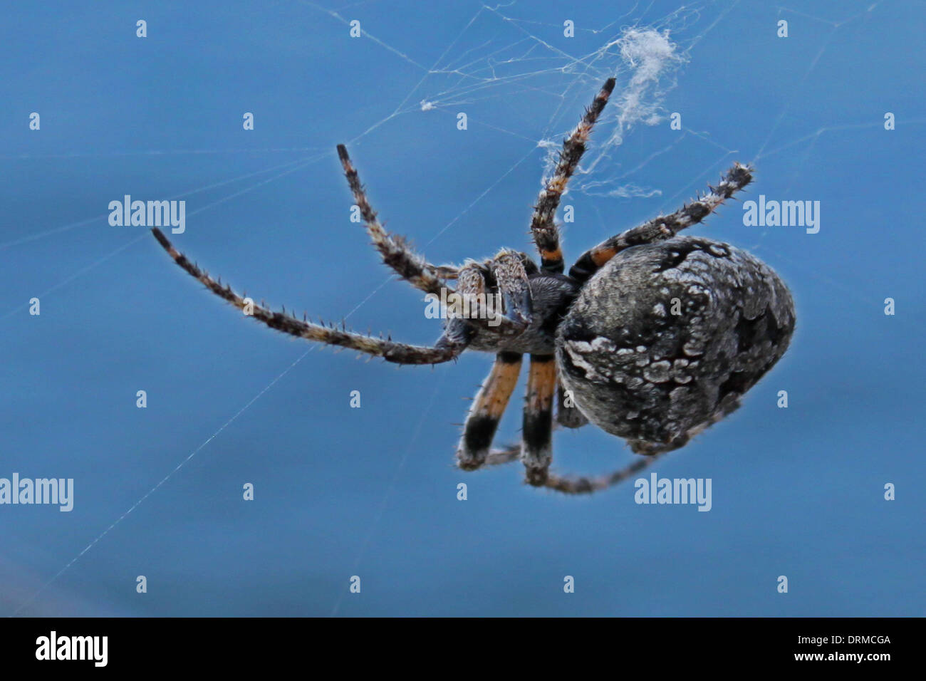 Croce spider (Araneus diadematus) sul cielo blu Foto Stock