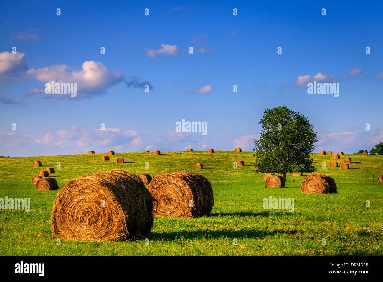 Bel campo di fieno immagini e fotografie stock ad alta risoluzione - Alamy