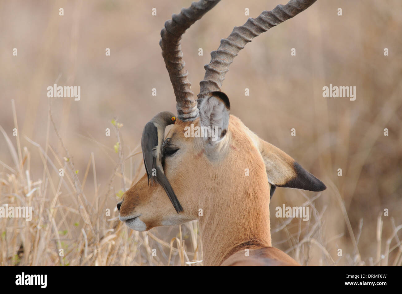 Rosso-fatturati oxpecker o tick bird (Buphagus erythrorhynchus) foraggio per gli insetti su un maschio impala (Aepyceros melampus) Foto Stock