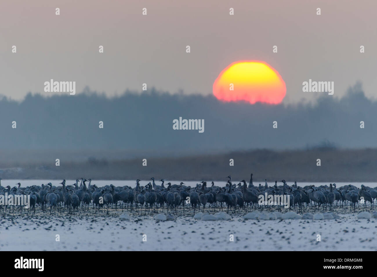 Comune, gru grus grus, goldenstedter moor, Bassa Sassonia, Germania Foto Stock