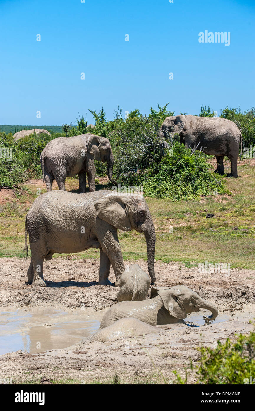 Elefante africano (Loxodonta africana) con vitelli di prendere un bagno di fango, Addo Elephant National Park, Capo orientale, Sud Africa Foto Stock